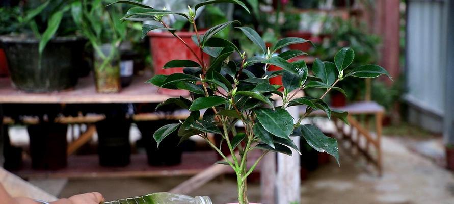 山茶花的养殖（从种植到花期细节全解析）