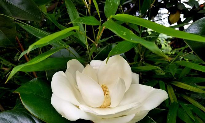 广玉兰花的意义与象征（傲雪凌霜，高洁不染——广玉兰花的美丽与坚韧）