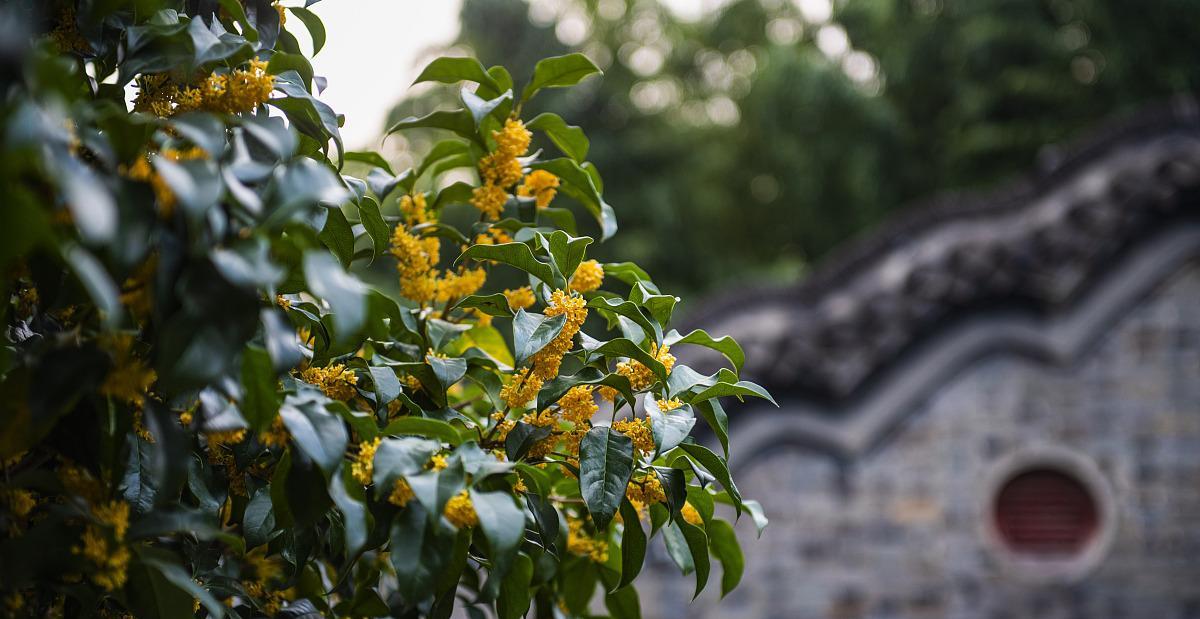 四季桂花的美丽与寓意（桂花香四季飘香永不散）