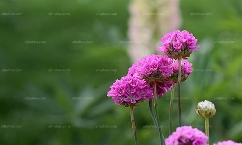 以海石竹的花语为主题的《花开于心》（用心品味海石竹花语的美丽）