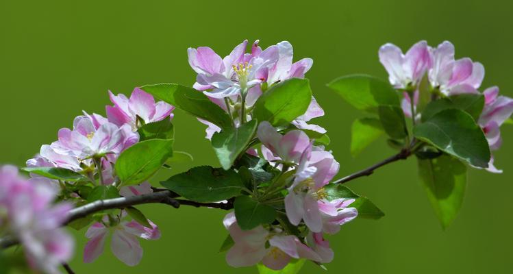 海棠花语（丰富多彩的海棠花，彰显不同情感与心愿）