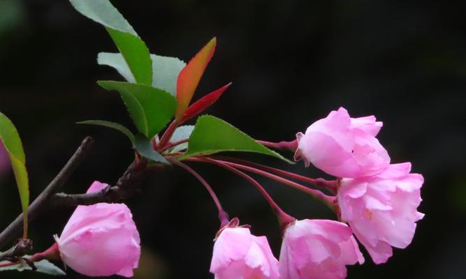 海棠花的象征意义及其美丽之秘（探索海棠花背后的深刻寓意与美丽之源）