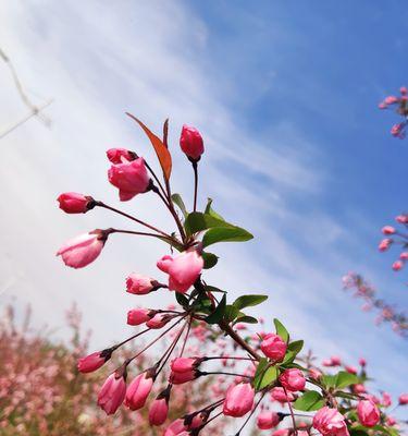 海棠花的花语与传说（探寻海棠花的美丽寓意与神秘故事）