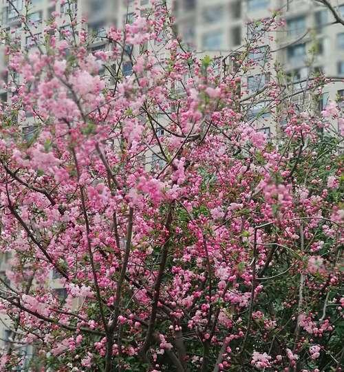 海棠花开（海棠花开的代表寓意及其象征意义）