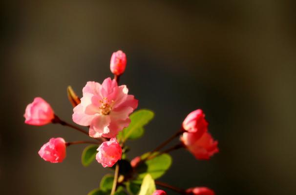 海棠花开（海棠花开的代表寓意及其象征意义）