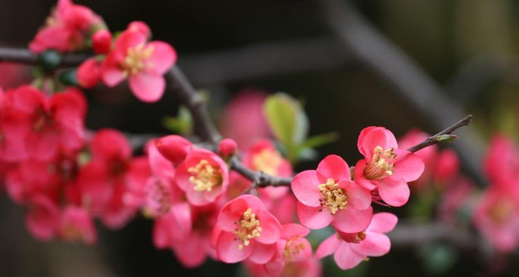 海棠花（探寻海棠花的花语与象征意义）