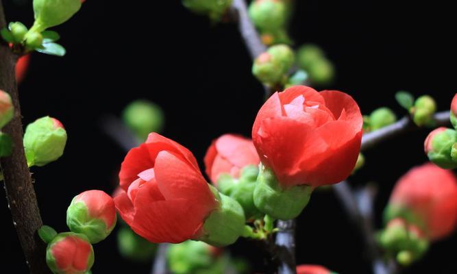 四季海棠花语的寓意与象征（探索四季海棠花的深层意义，了解其丰富的寓意）