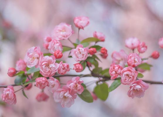 四季海棠花语的寓意与象征（探索四季海棠花的深层意义，了解其丰富的寓意）