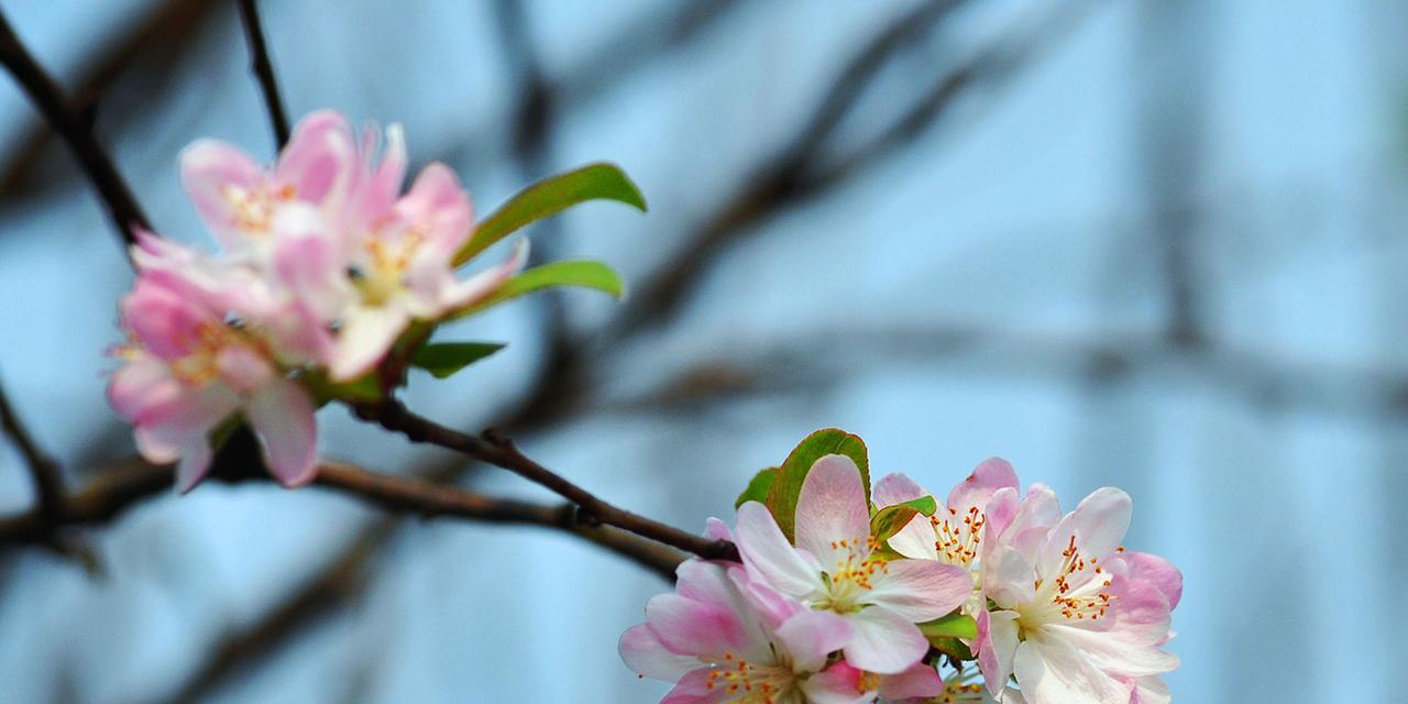 四季海棠花语的寓意与象征（探索四季海棠花的深层意义，了解其丰富的寓意）