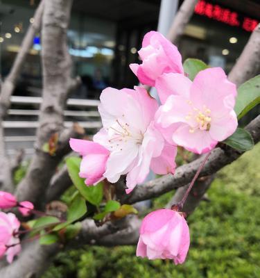 海棠花的寓意与象征（探寻海棠花的文化内涵与历史沿革）