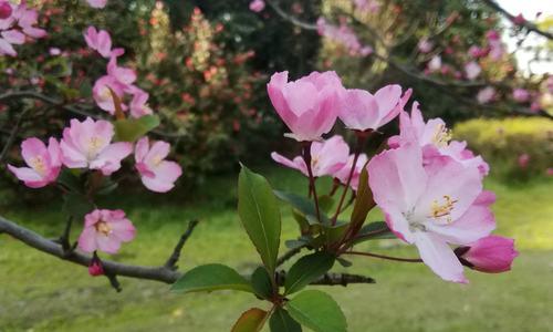 海棠花的寓意与象征（探寻海棠花的文化内涵与历史沿革）