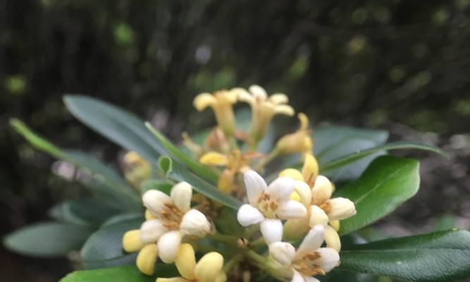 海桐花（绽放爱的力量，传递希望的信息）