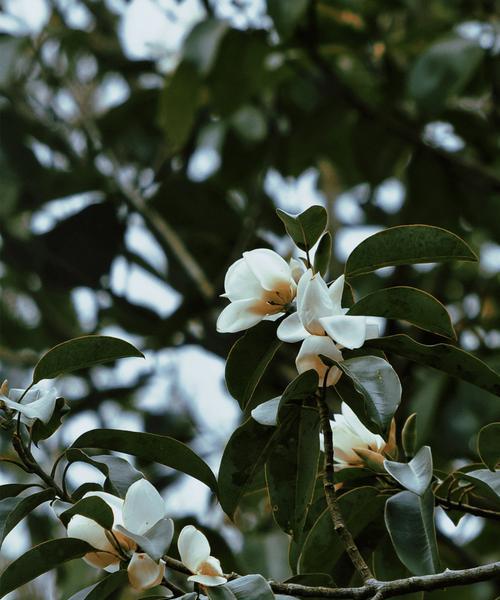 以含笑花的花语——传递快乐和幸福的美丽之花（以含笑花为媒介，分享快乐与幸福）