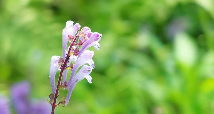 韩信草的花语（传承历史的力量，展望未来的希望）