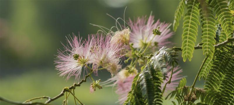 合欢花（探索合欢花的花语及其意义）