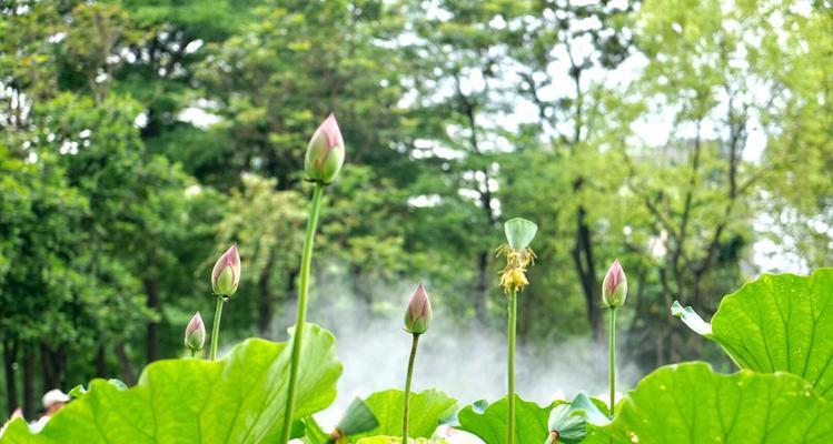 牡丹与荷花（牡丹与荷花的意蕴与文化价值）