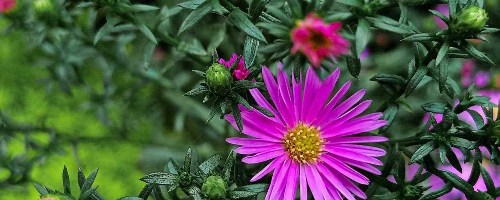 荷兰菊花（传递忠诚与感恩的荷兰菊花语）