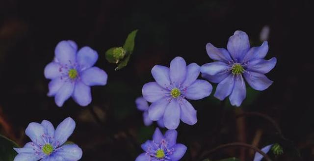 黑色曼陀罗花的神秘传说与深刻花语（探索黑色曼陀罗花背后的谜团，解读其独特花语的含义）