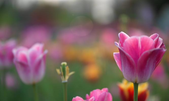 黑色郁金香的花语（探寻黑色郁金香花语的深意）