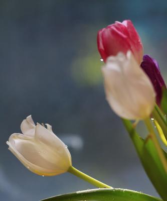 黑色郁金香的花语（探寻黑色郁金香花语的深意）