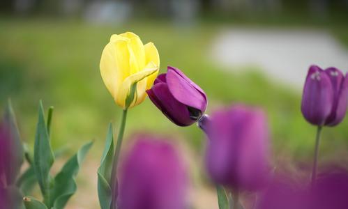 黑郁金香花语——黑暗中的希望（探寻黑郁金香花语的深层意义）