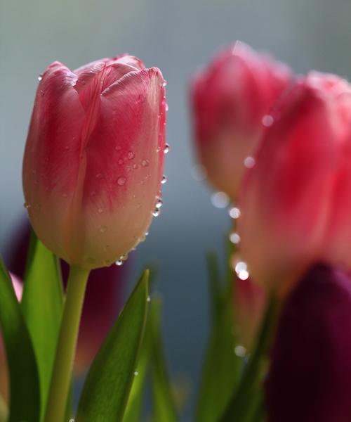 黑郁金香花语——黑暗中的希望（探寻黑郁金香花语的深层意义）