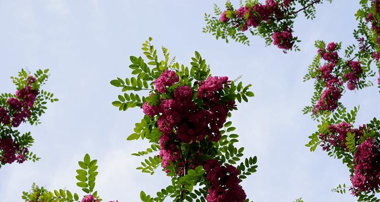 红花刺槐的花语（探寻红花刺槐的花语，解读其蕴含的爱与希望）