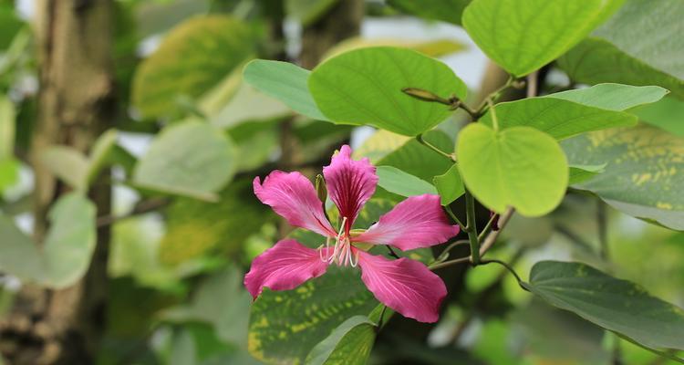 红花羊蹄甲花语