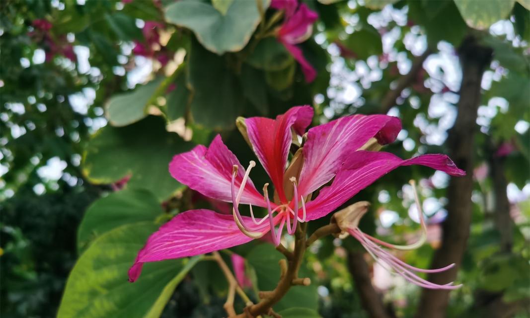 红花羊蹄甲花语