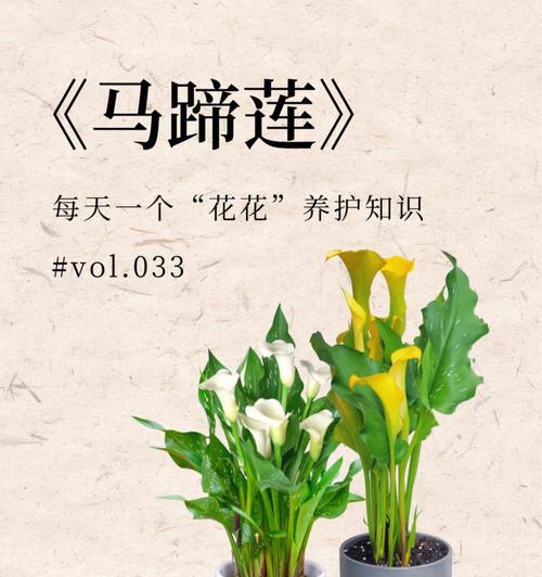 红马蹄莲花的美丽与含义（探寻红马蹄莲花语的深意）