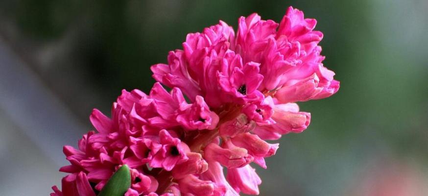 桃红色风信子的花语（花开如梦，芬芳绽放）