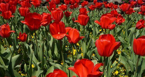 红色郁金香花语的意义与传承（郁金香花语的文化内涵与人生启示）