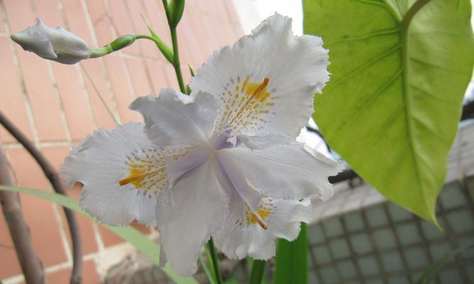 蝴蝶花（探寻蝴蝶花的花语和美丽）