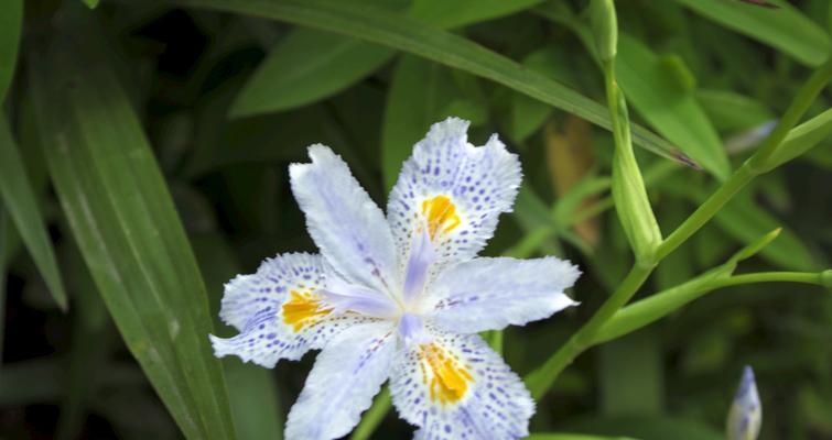 蝴蝶花（探索蝴蝶花的寓意、传承与象征意义）