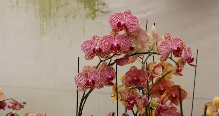 台湾蝴蝶兰的花语——美丽与祝福的象征（传递幸福的花语，台湾蝴蝶兰的神秘魅力）