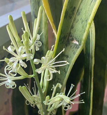 虎皮兰花开的寓意（探寻虎皮兰花开的内涵和象征意义）