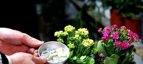 花芽分化代表的意义（探索植物生长中的奥秘与进化）