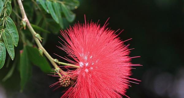 迷失的花语，虐心的美丽（以花语比较，诉说着悲伤和失落）