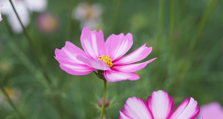 雁来红的花语（探索雁来红的花语之谜，传达爱与勇气的意义）