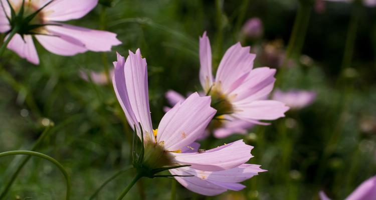 花语与花种（探索花朵的意义和种类，寻找自然美的呼唤）