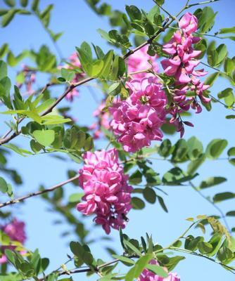 槐花的花语意义（探索槐花的浓郁情感与美好祝福）