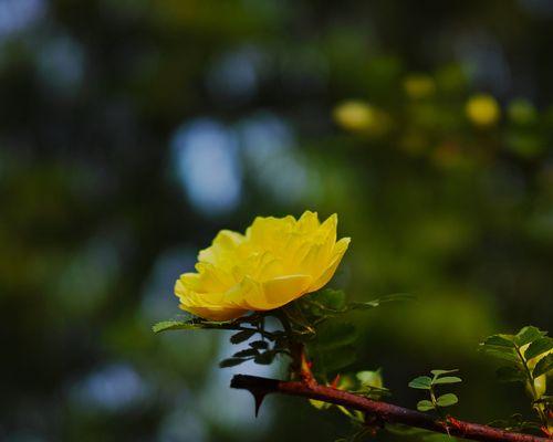 黄刺玫的花语与美丽传承（花开花落，黄刺玫为心灵绽放的见证）