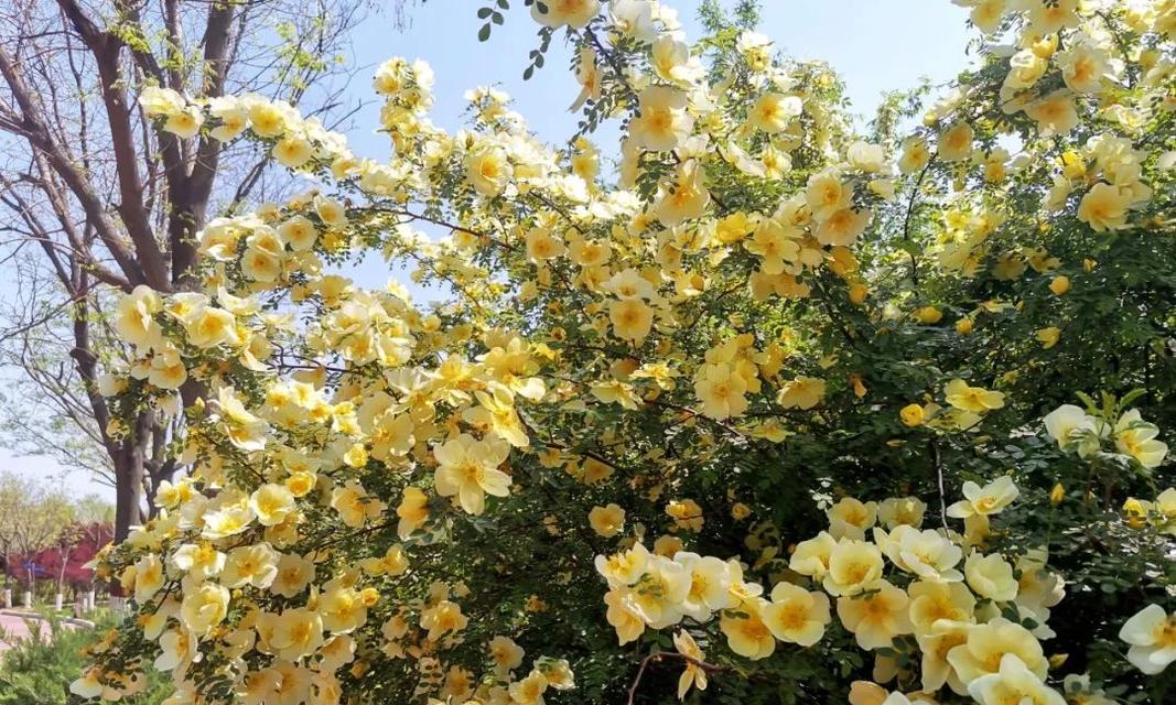 黄刺玫的花语与美丽传承（花开花落，黄刺玫为心灵绽放的见证）