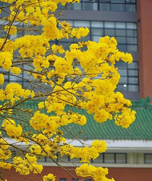 黄花风铃木的寓意与象征（探寻黄花风铃木的美丽寓意）