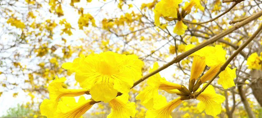 黄花风铃木花语（探秘黄花风铃木的花语之美）