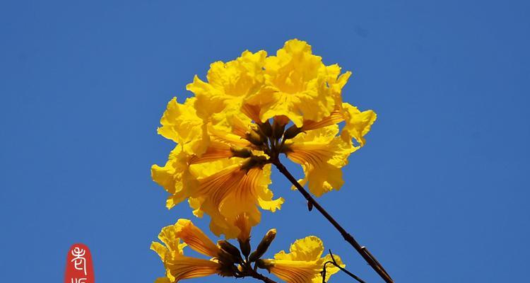 黄花风铃木花语（探秘黄花风铃木的花语之美）