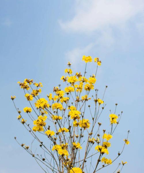 黄花风铃木花语（探秘黄花风铃木的花语之美）