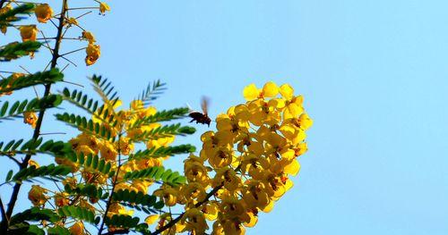 黄花槐（探寻黄花槐的象征意义与生命力源泉）