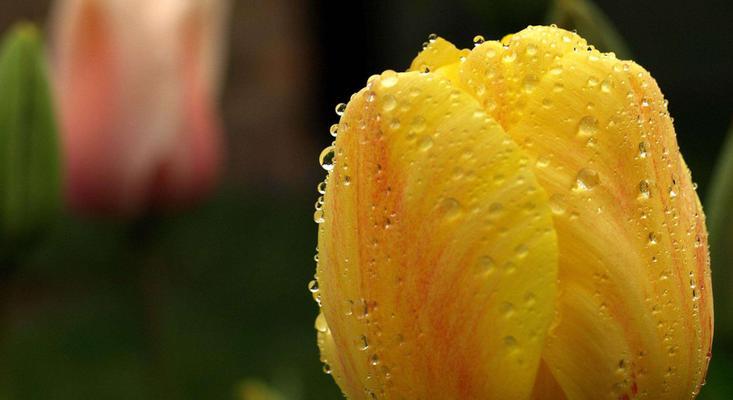 黄色郁金香的花语（探寻黄色郁金香花语的深意）