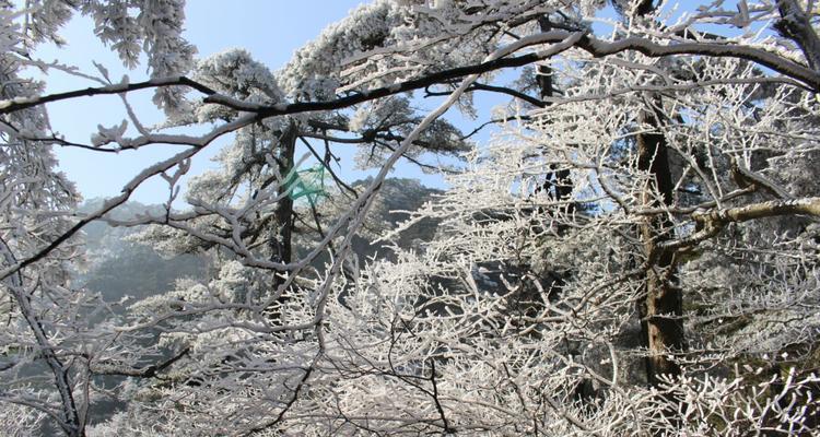 黄山松（山巅挺立的生命之舞）